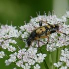 gefleckter Schmalbock