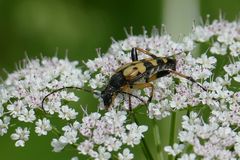 gefleckter Schmalbock