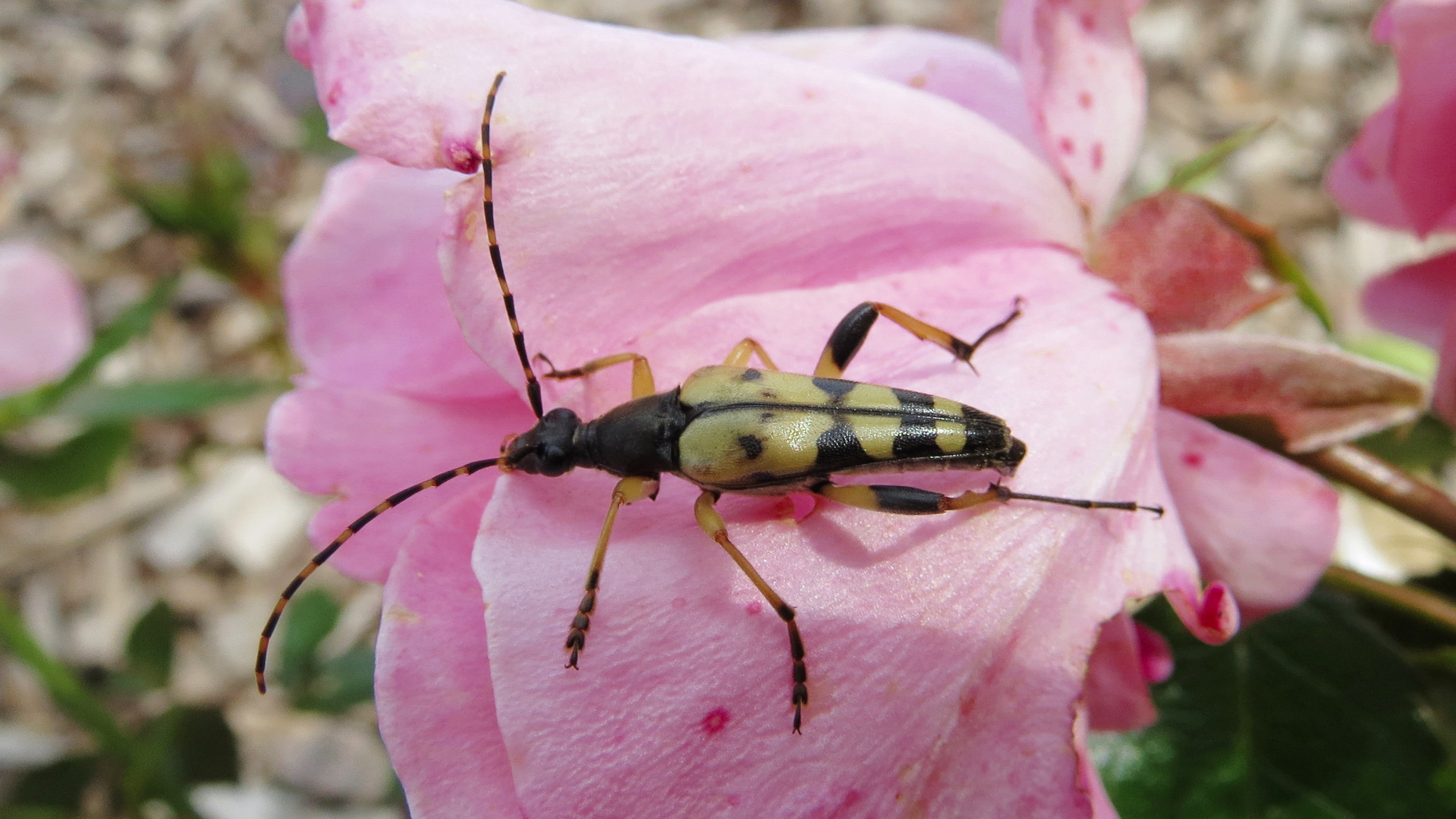 Gefleckter Schmalbock