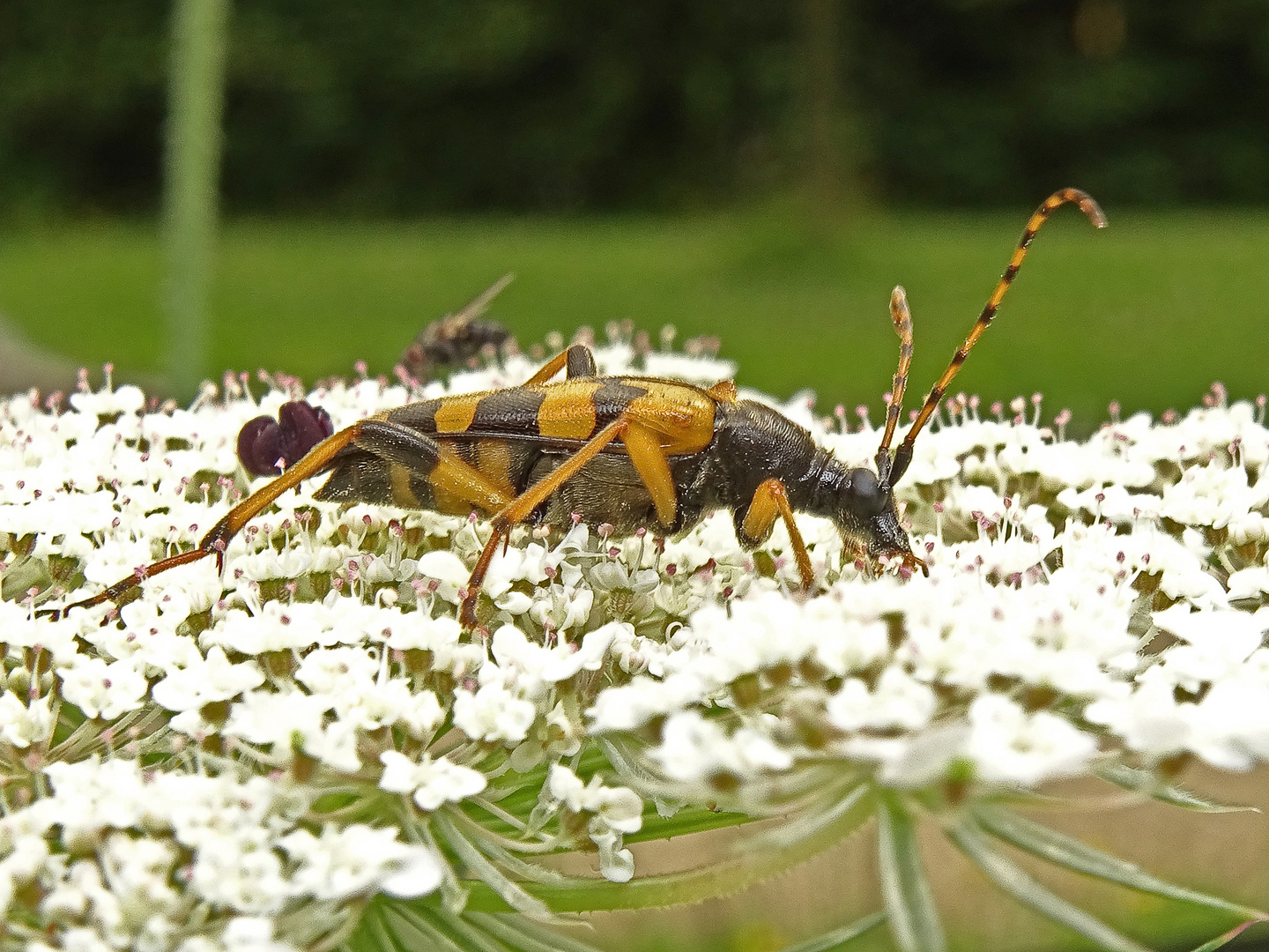 Gefleckter Schmalbock