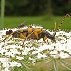 Gefleckter Schmalbock