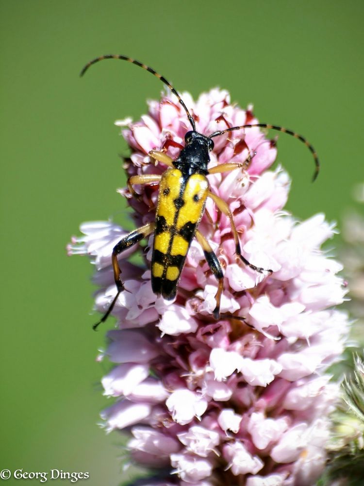 Gefleckter Schmalbock 