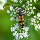 Gefleckter Schmalbock