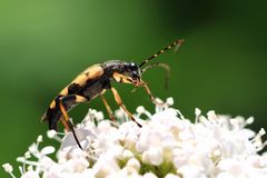 Gefleckter Schmalbock