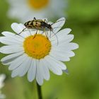 Gefleckter Schmalbock: Der Margeriten – Läufer