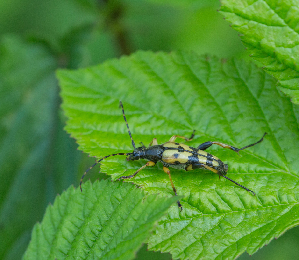 Gefleckter Schmalbock