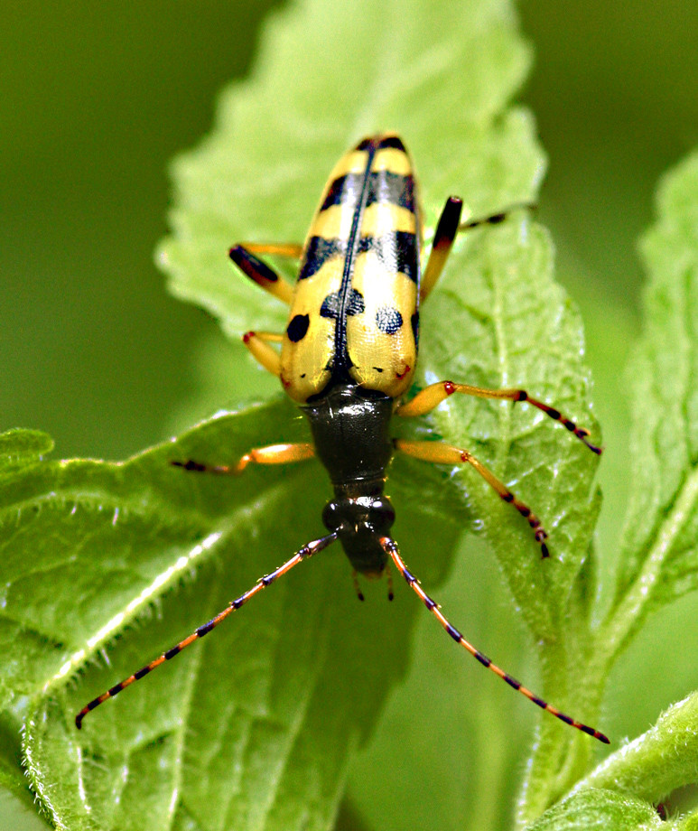 Gefleckter Schmalbock