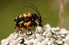 gefleckter schmalbock