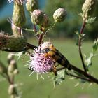 Gefleckter Schmalbock