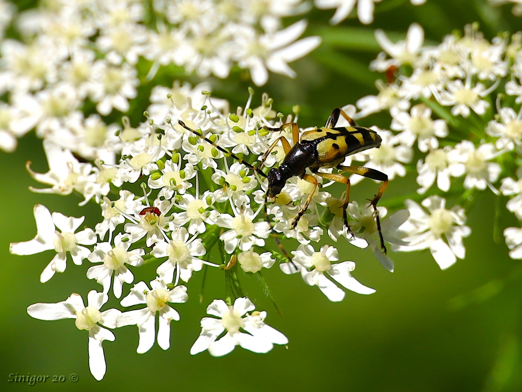 Gefleckter Schmalbock