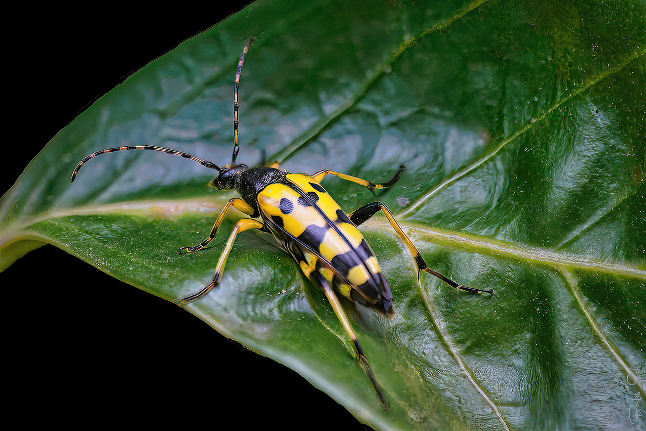 Gefleckter Schmalbock