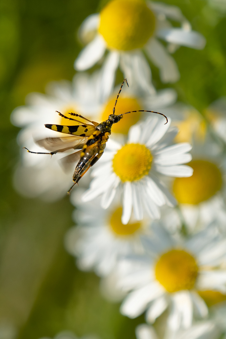 gefleckter Schmalbock, Flug