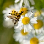 gefleckter Schmalbock, Flug