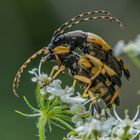 Gefleckter Schmalbock (Kopula)