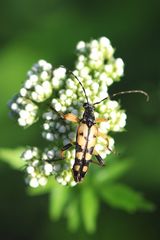 Gefleckter Schmalbock (Leptura maculata)