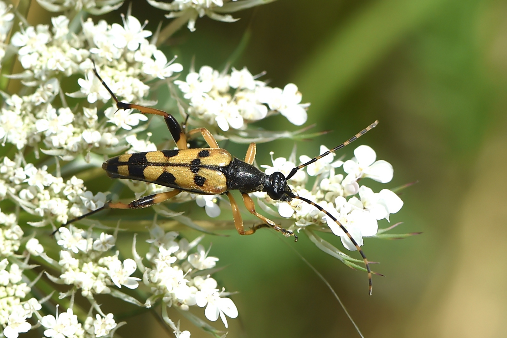 Gefleckter Schmalbock (Leptura maculata)