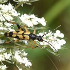 Gefleckter Schmalbock (Leptura maculata)