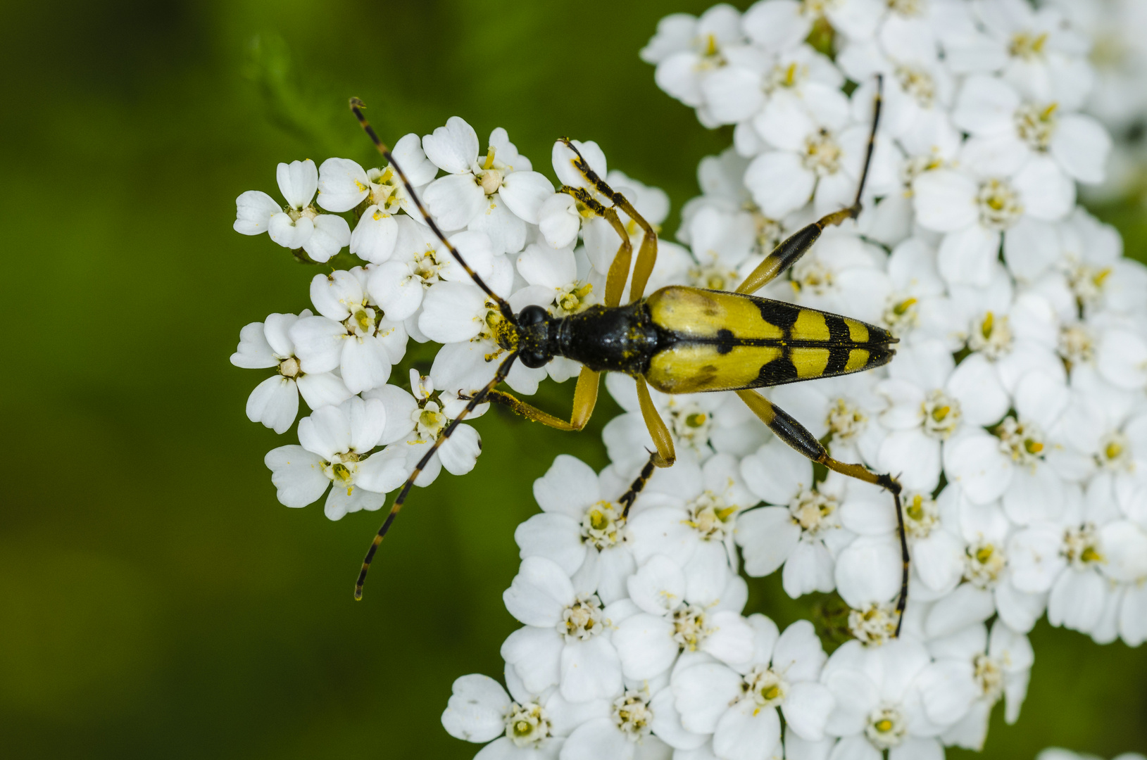 Gefleckter Schmalbock (Leptura maculata)