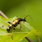 Gefleckter Schmalbock - Leptura maculata