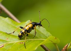 Gefleckter Schmalbock - Leptura maculata