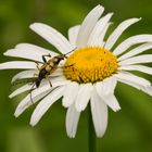 Gefleckter Schmalbock (Leptura maculata) auf Margerite (Chrysanthemum leucanthemum)