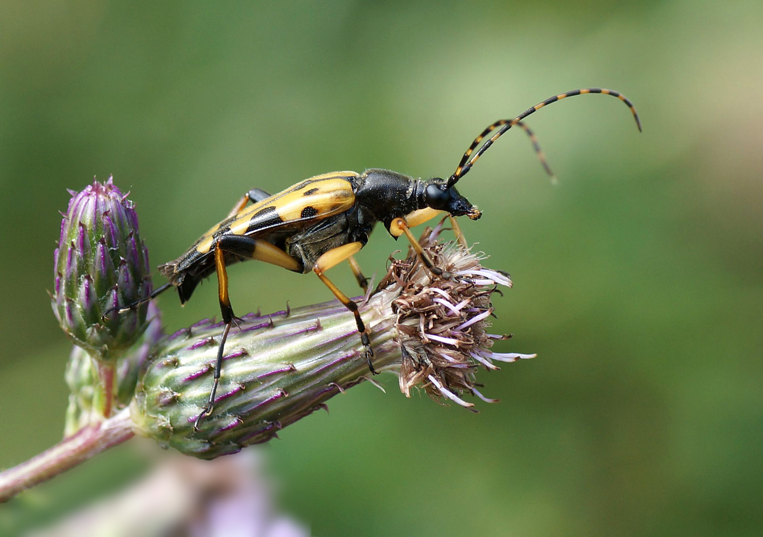 Gefleckter Schmalbock (Rutpela maculata)