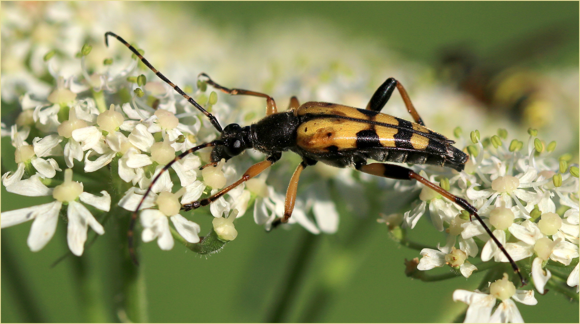 Gefleckter Schmalbock (Rutpela maculata).