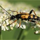 Gefleckter Schmalbock (Rutpela maculata).