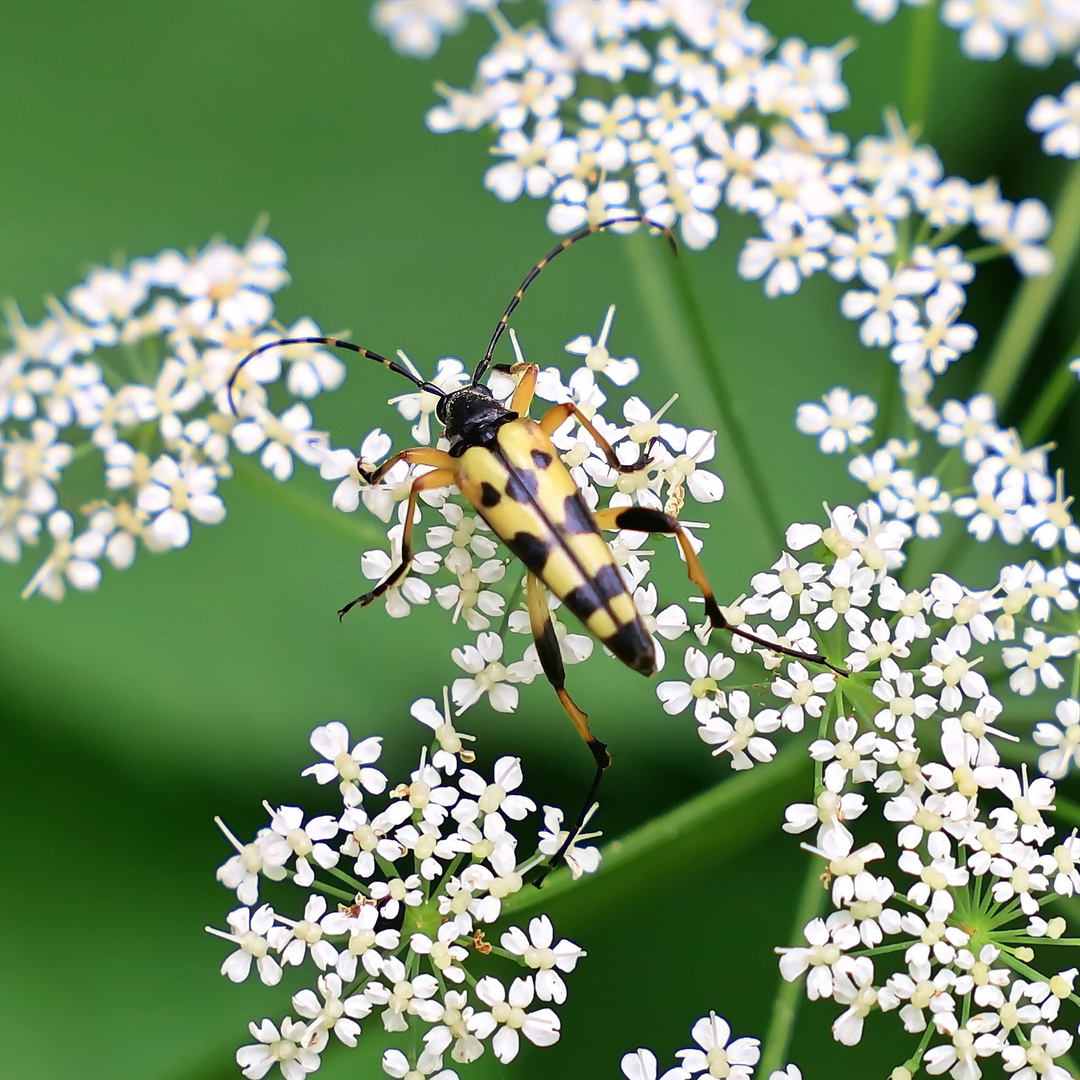 Gefleckter Schmalbock (Rutpela maculata)