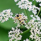 Gefleckter Schmalbock (Rutpela maculata)