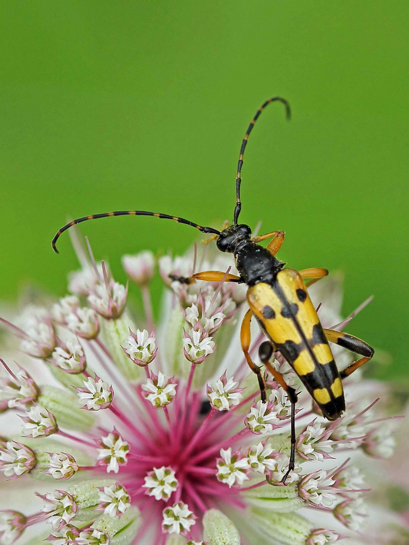 Gefleckter Schmalbock (Rutpela maculata)