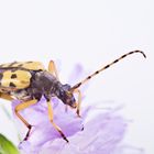 Gefleckter Schmalbock (Rutpela maculata) - Black-and-yellow Longhorn Beetle (Rutpela maculata)