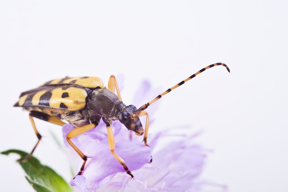 Gefleckter Schmalbock (Rutpela maculata) - Black-and-yellow Longhorn Beetle (Rutpela maculata)