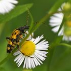 Gefleckter Schmalbock ( Rutpela maculata)