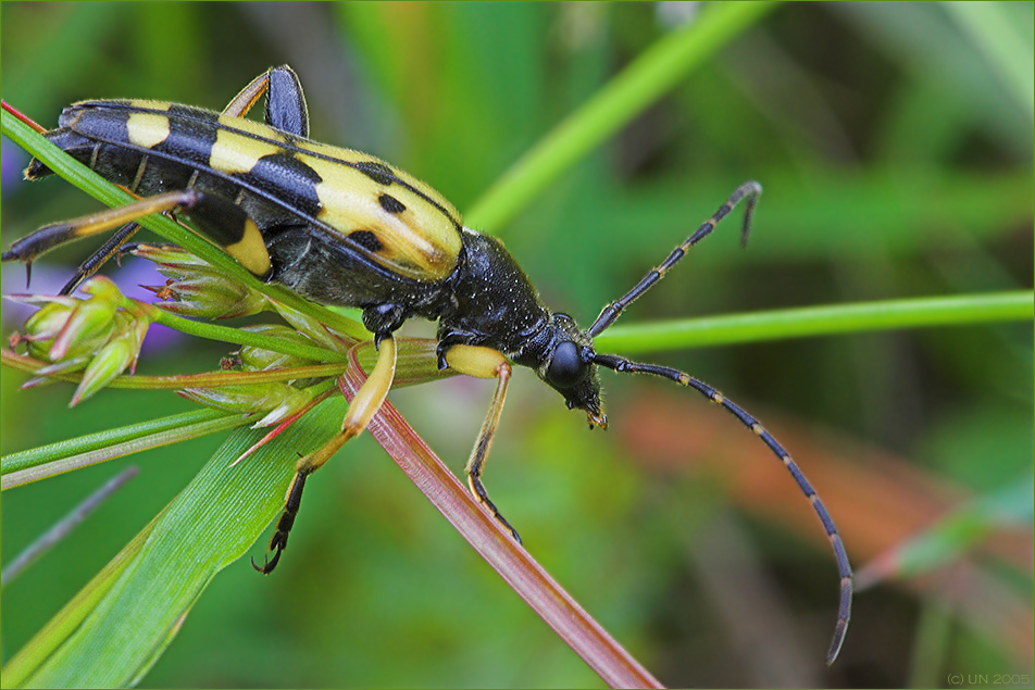 Gefleckter Schmalbock (Strangalia maculata)