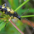 Gefleckter Schmalbock (Strangalia maculata)