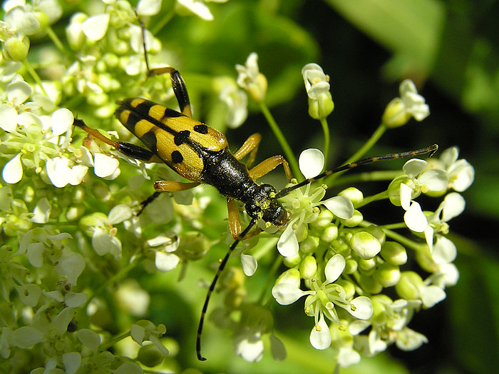 Gefleckter Schmalbock (Strangalia maculata)