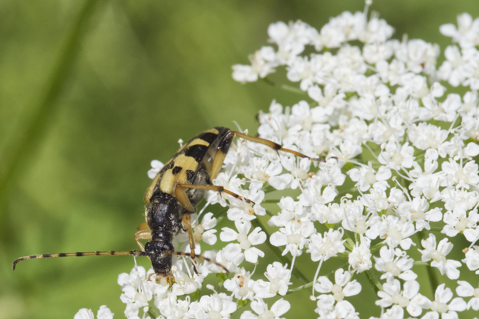 Gefleckter Schmalbock (Strangalia maculata) auf Doldengewächs