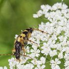 Gefleckter Schmalbock (Strangalia maculata) auf Doldengewächs