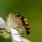 Gefleckter Schmalbock (Strangalia maculata)