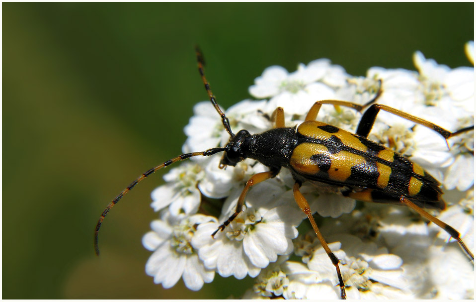 Gefleckter Schmalbock - Strangalia maculata -