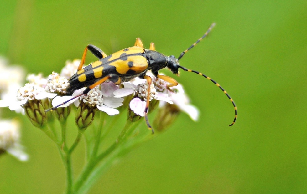 Gefleckter Schmalbock_2