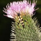 gefleckter Schmalbockkäfer