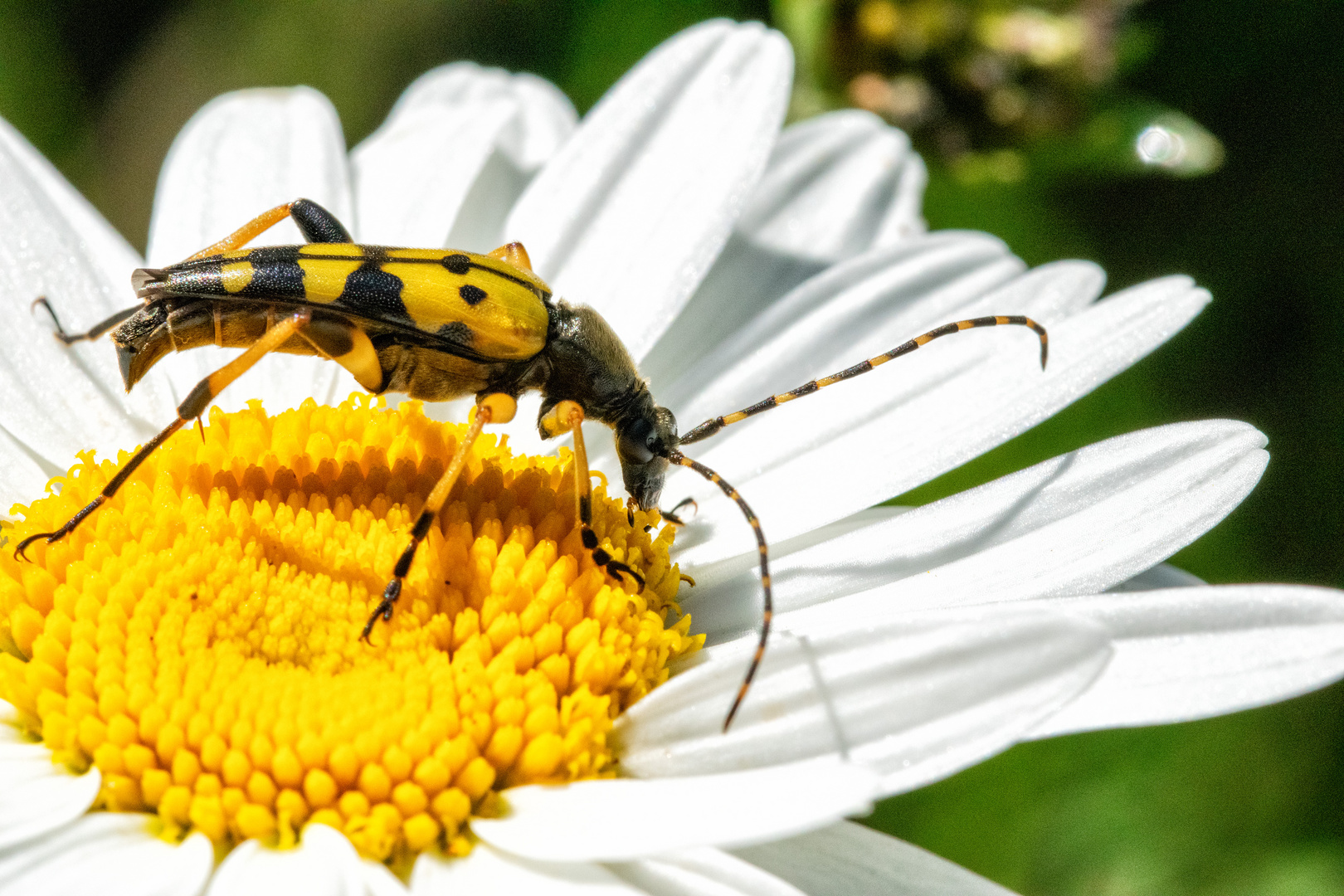 Gefleckter Schmalbockkäfer (Rutpela maculata, Syn.: Strangalia maculata, Leptura maculata)