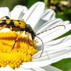 Gefleckter Schmalbockkäfer (Rutpela maculata, Syn.: Strangalia maculata, Leptura maculata)