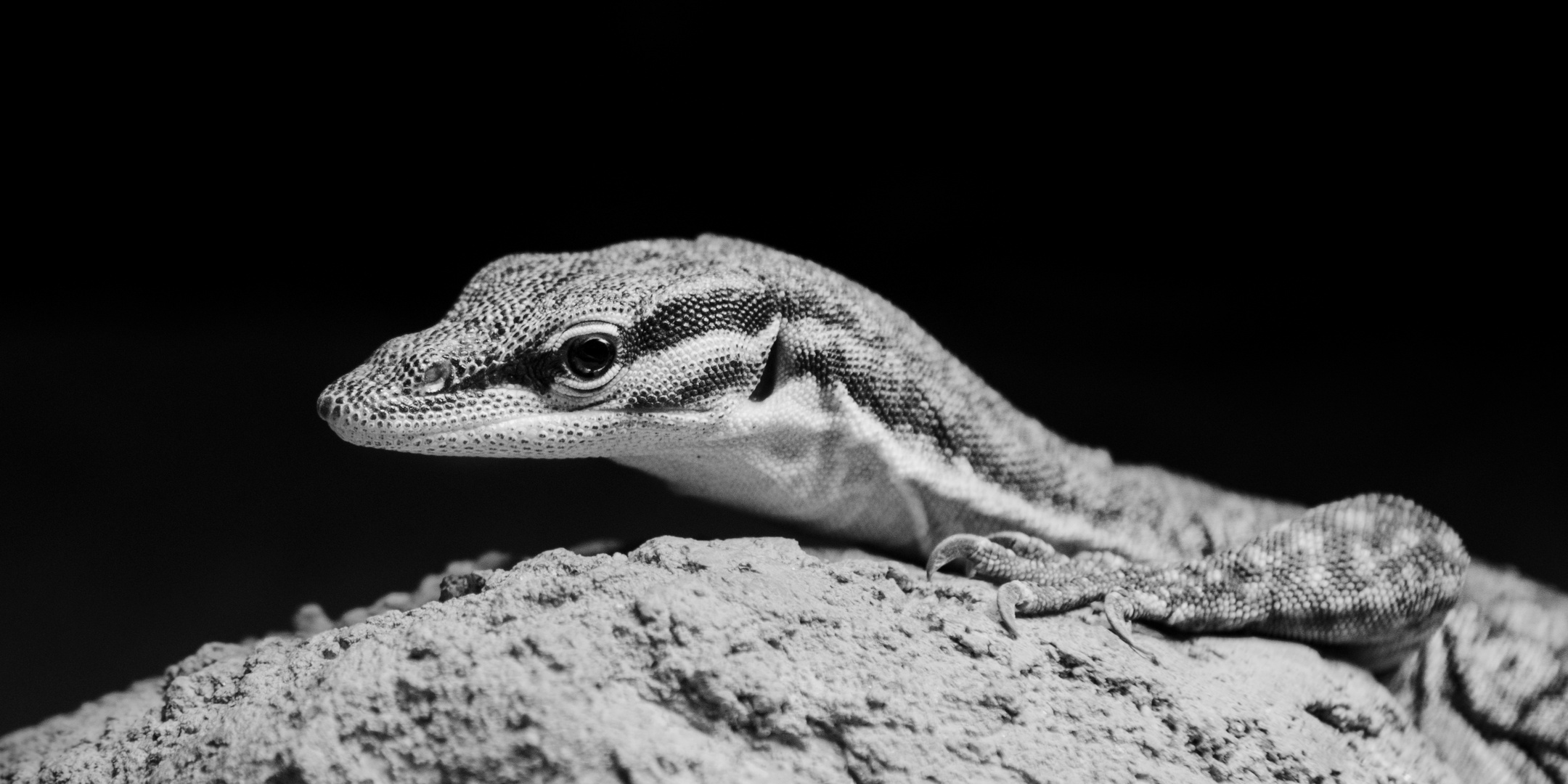 Gefleckter Schwarzkopfwaran (varanus glauerti)