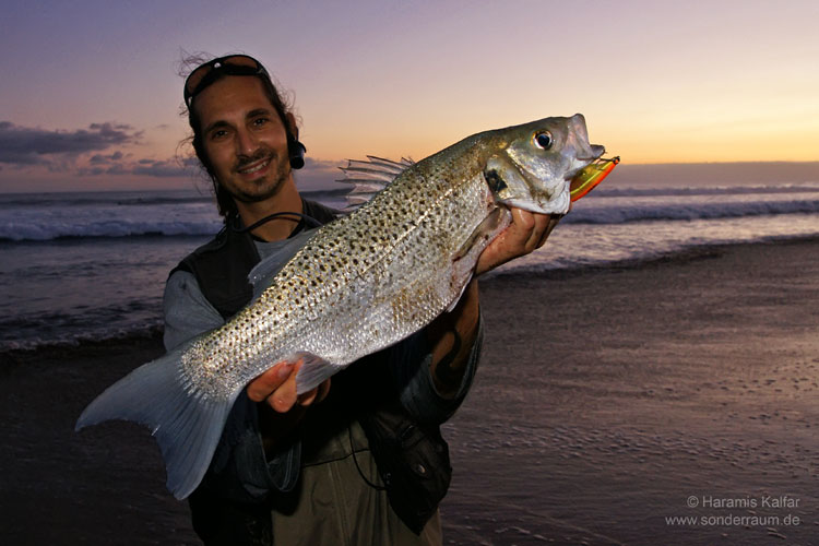 Gefleckter Seebarsch - Surfcasting