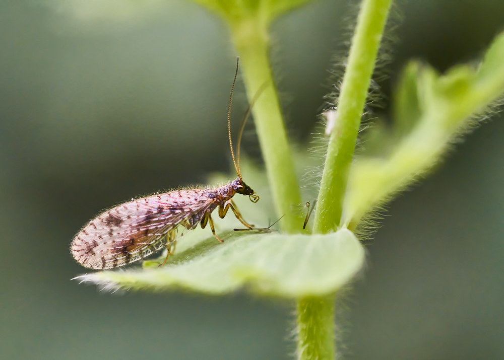 Gefleckter Taghaft