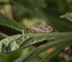 Gefleckter Taghaft (Micromus variegata)