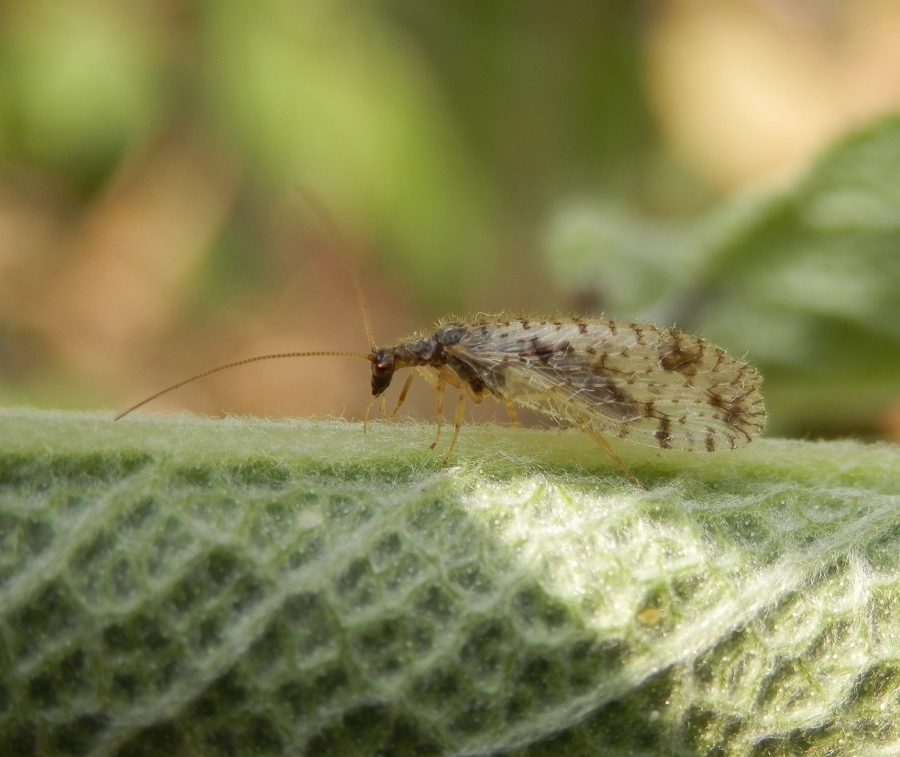 Gefleckter Taghaft (Micromus variegata)